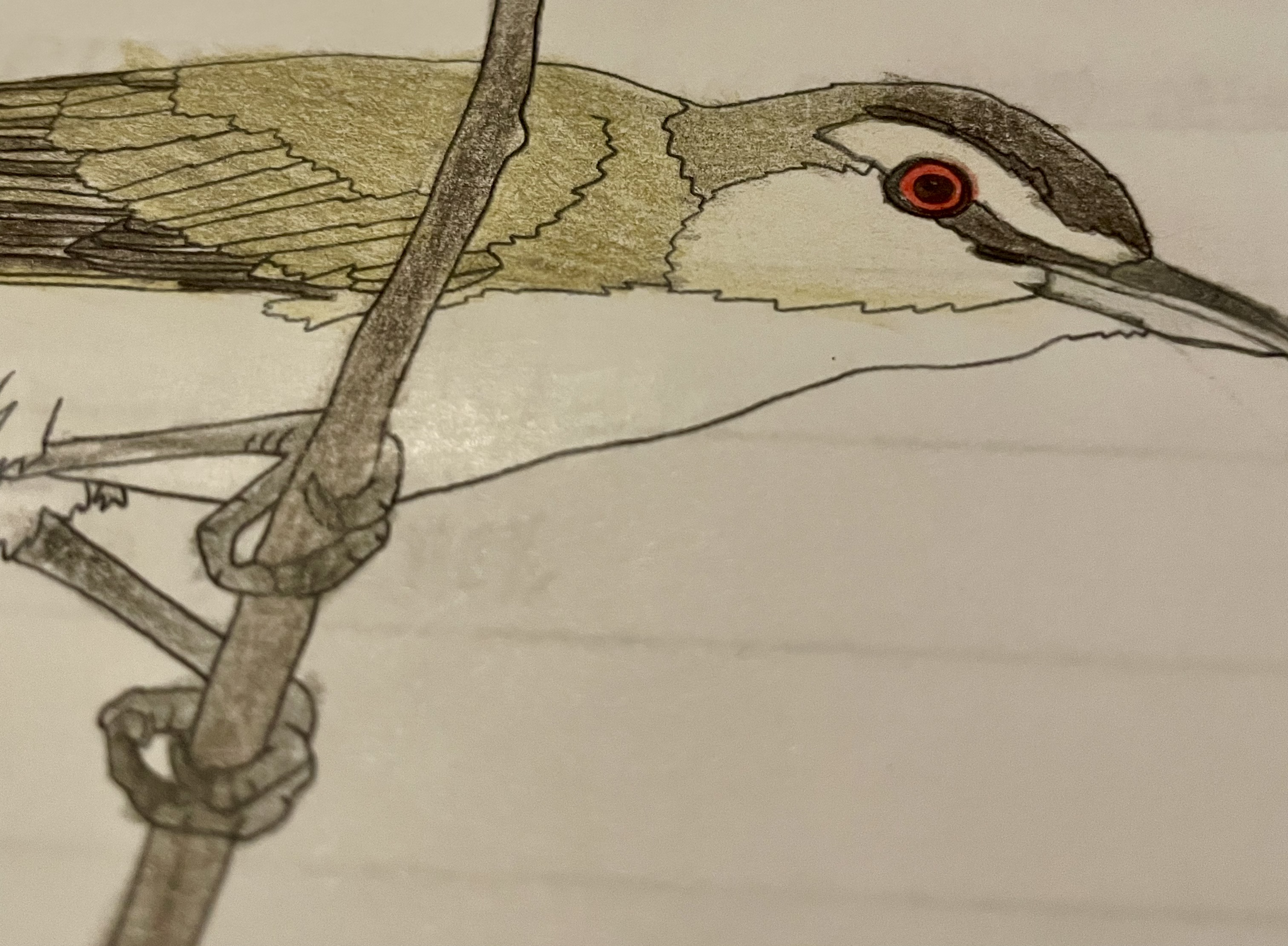 Redeye, the Red-eyed Vireo