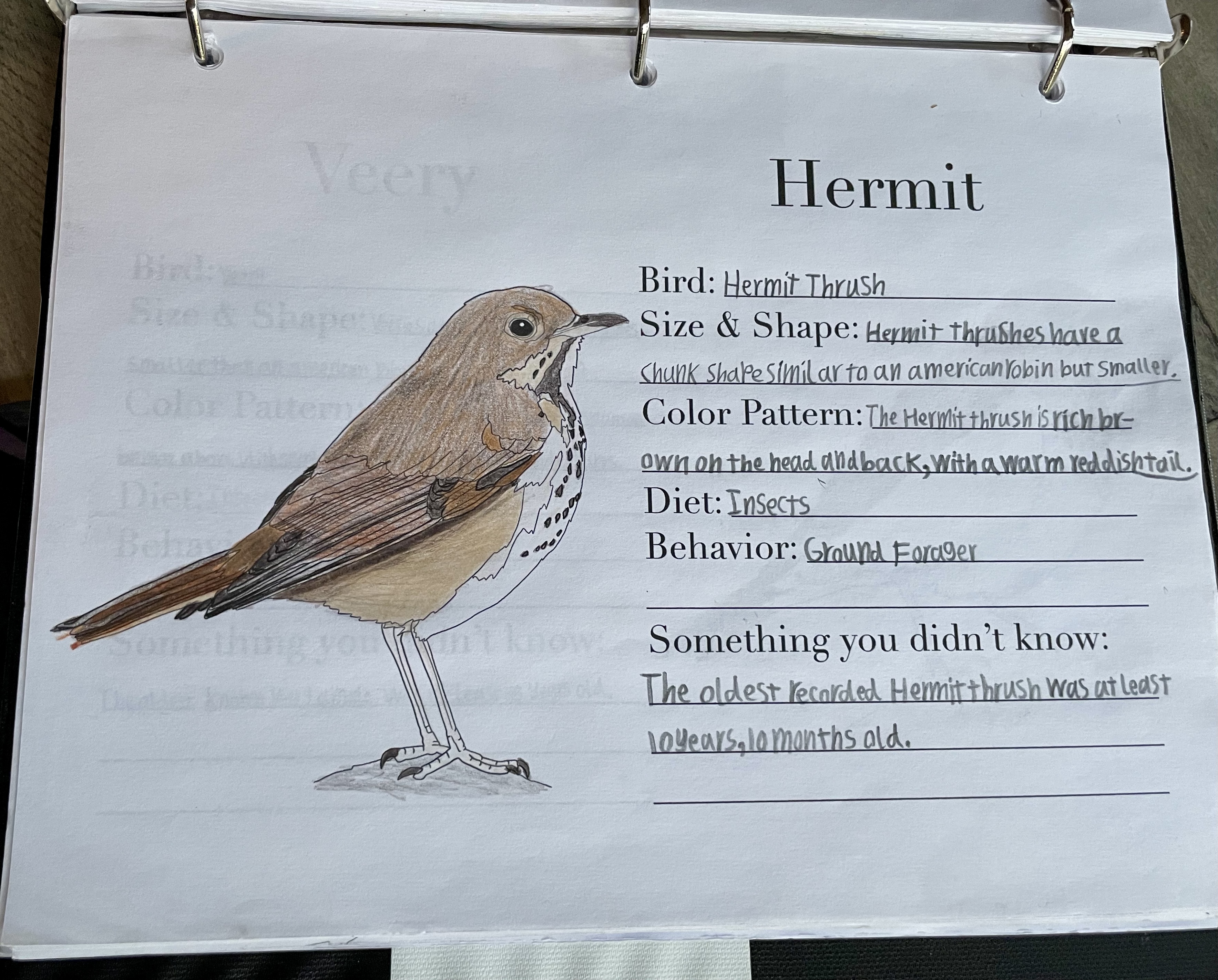Hermit, the Hermit Thrush