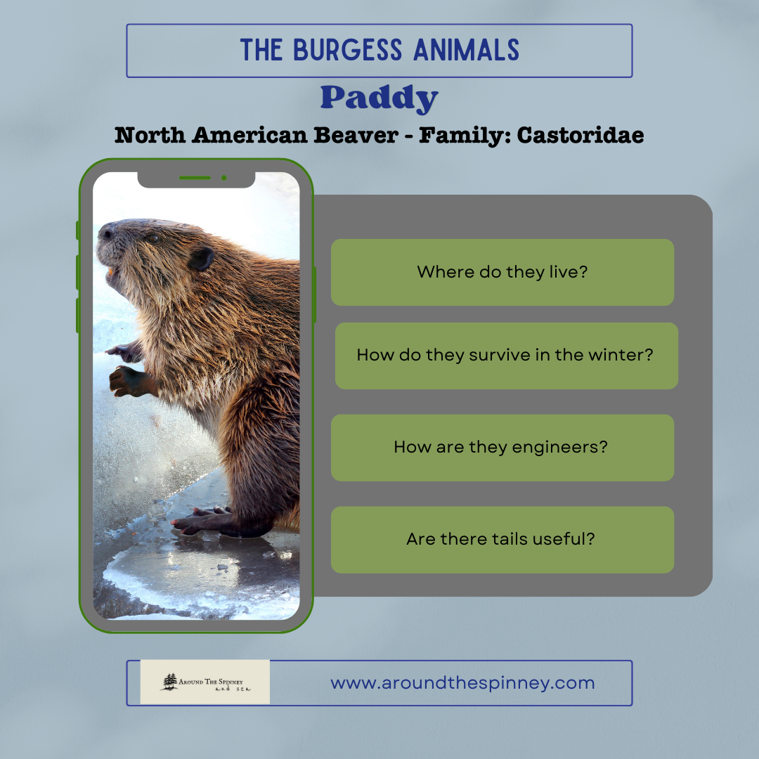 Paddy, North American Beaver