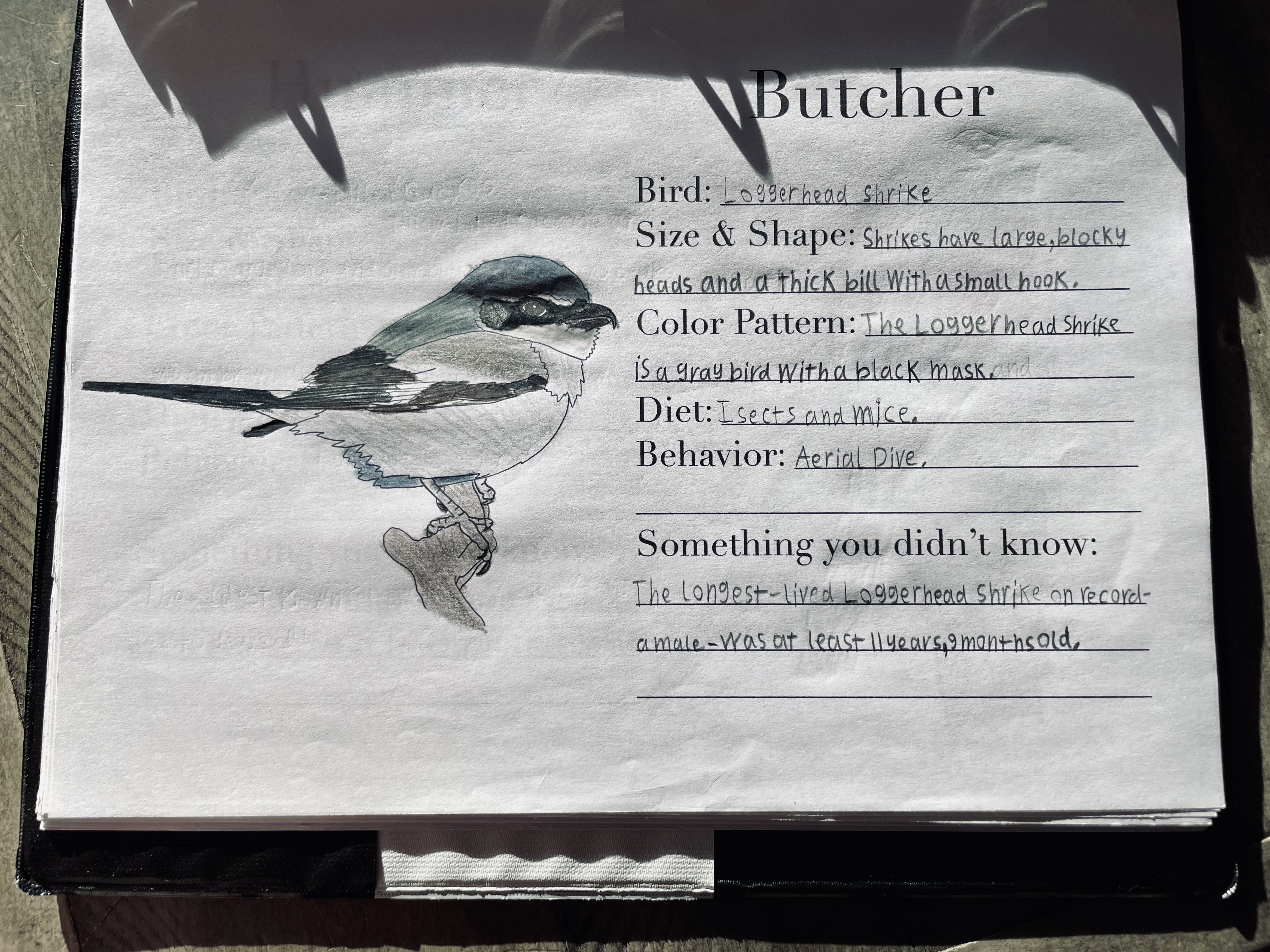 Butcher, the Loggerhead Shrike
