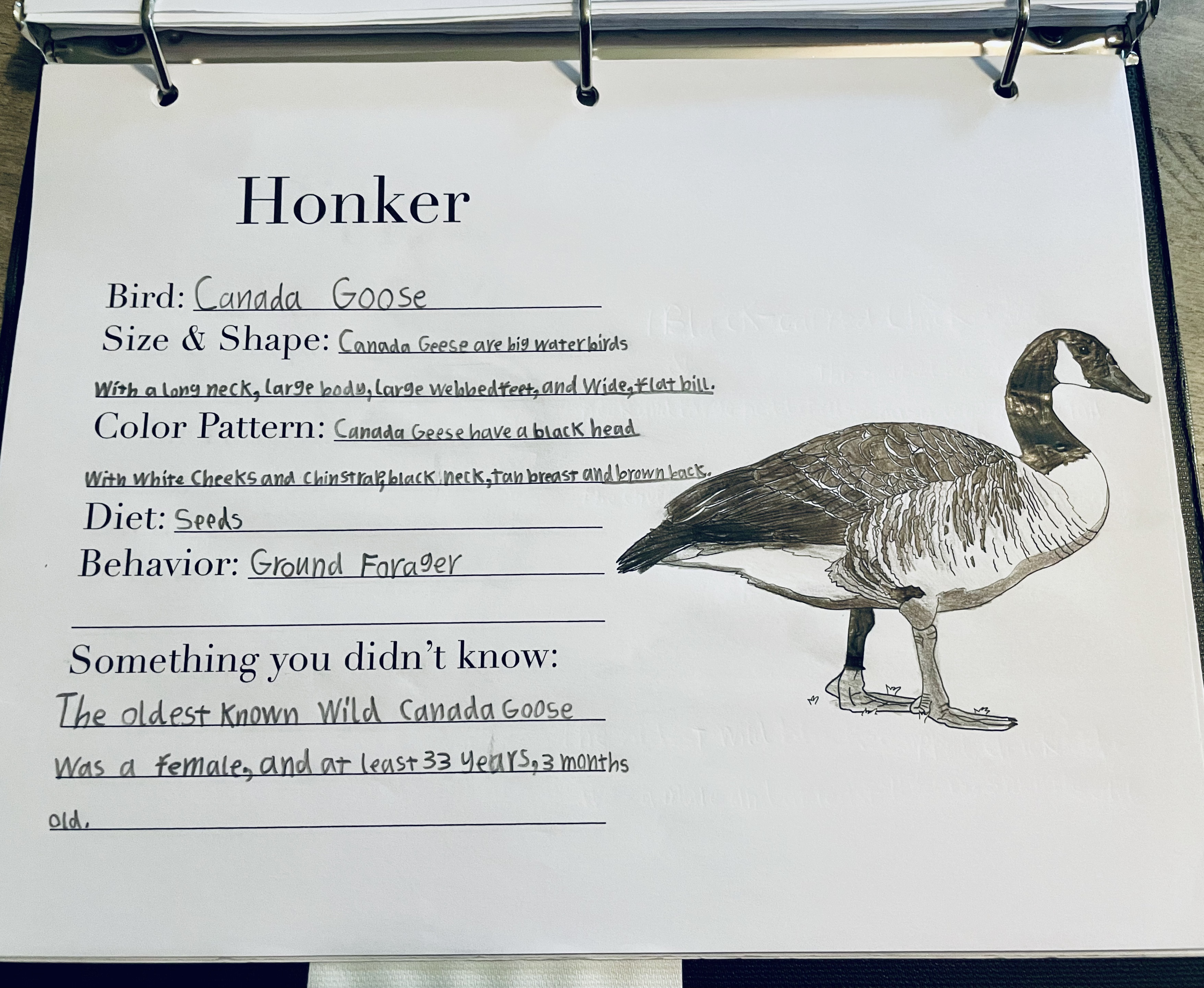 Honker, the Canada Goose