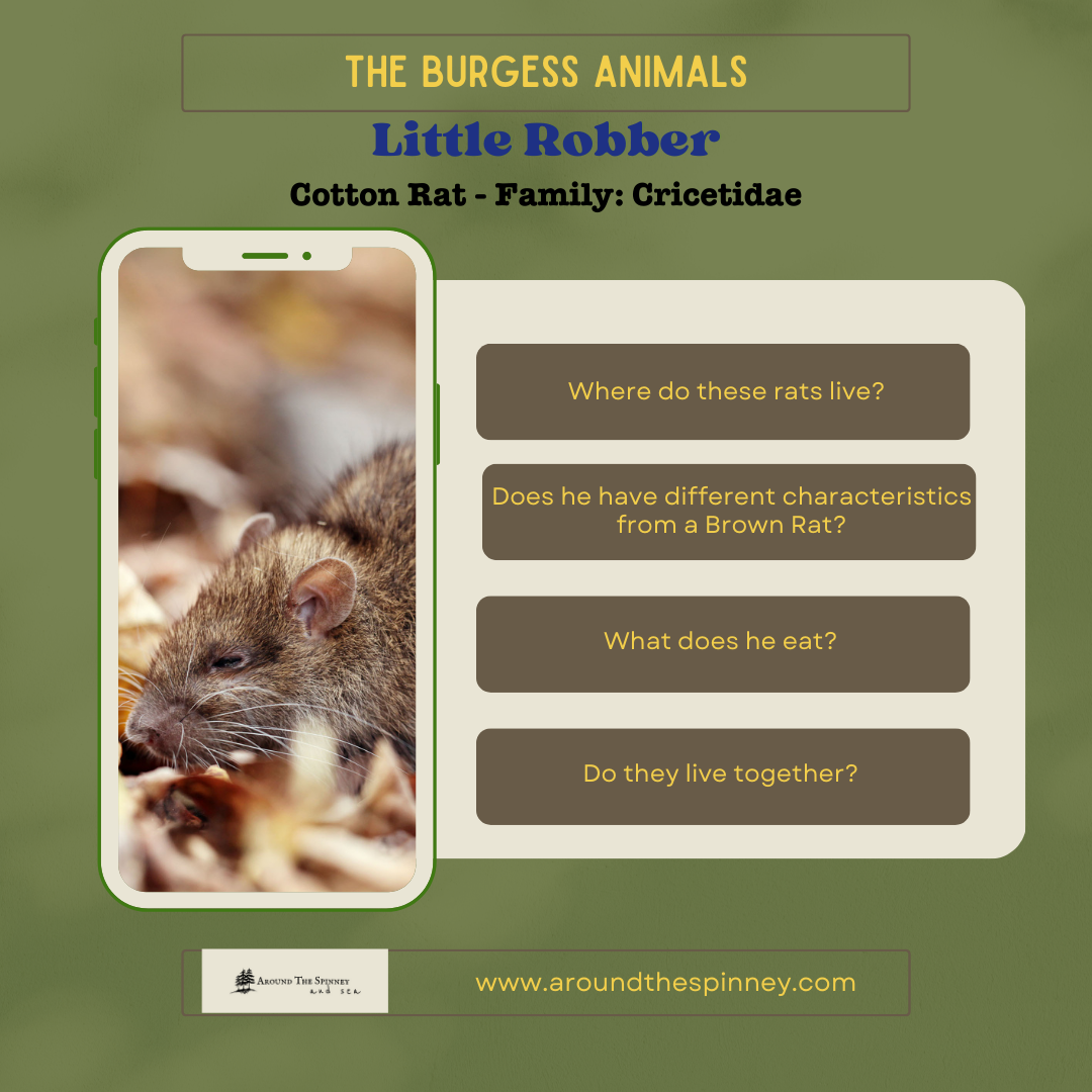 Little Robber, Cotton Rat