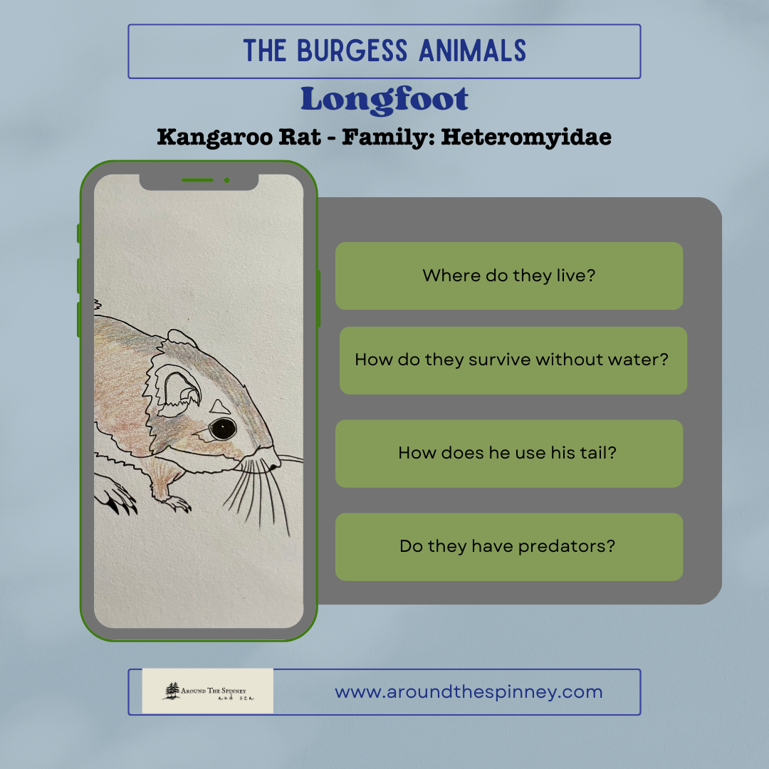 Longfoot, Kangaroo Rat