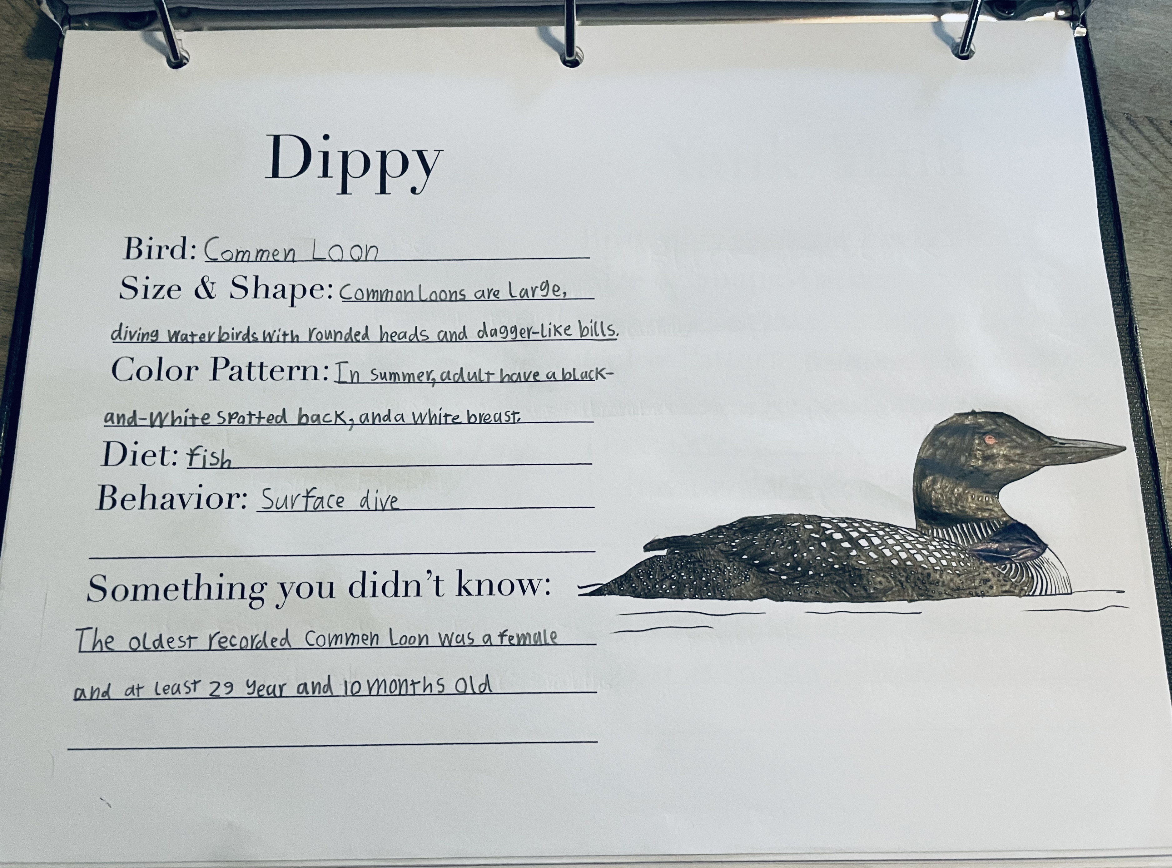 Dippy, the Common Loon